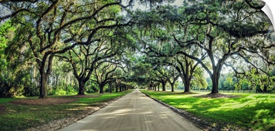 Oak tree lined road at Boone Hall Plantation, Charleston