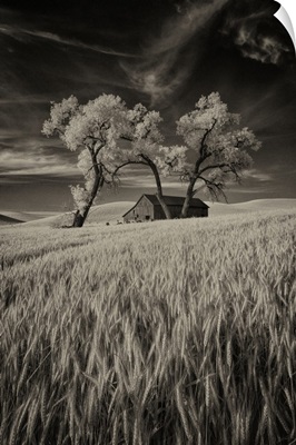 Old barn in the wheat fields in the Palouse, Washington