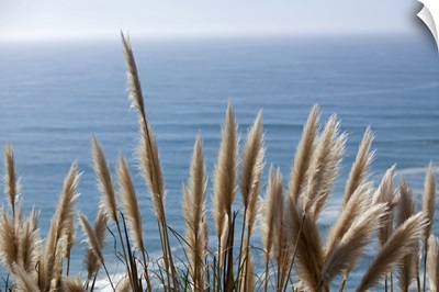 Pampas Grass Above the Ocean, Big Sur, California