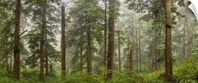 Panorama In The Forest On The Oregon Coast