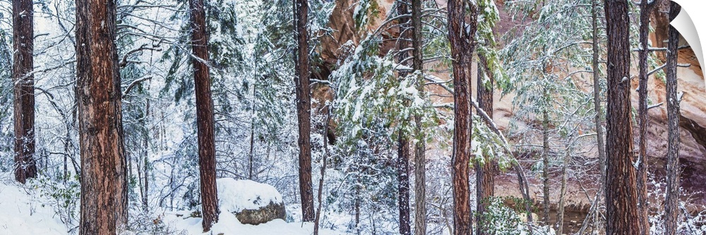 Pine trees and red rocks in the snow in Arizona
