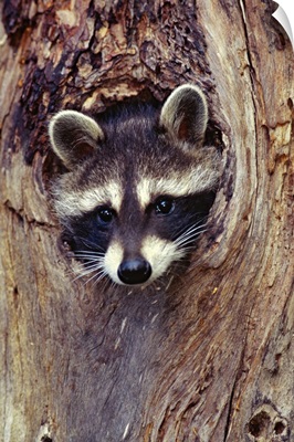 Racoon Up a Tree