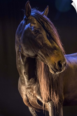 Rare show horse in the Camargue region in the South of France