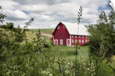 Red barn and green wheat fields in the Palouse