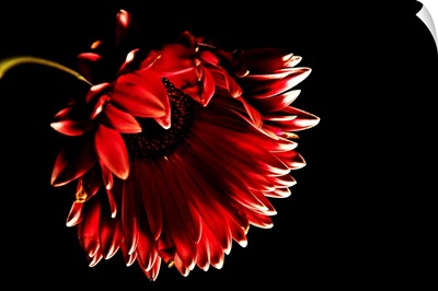Red gerber daisy with black background