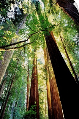 Redwoods at Sunrise, Jedediah Smith Redwoods State Park, California