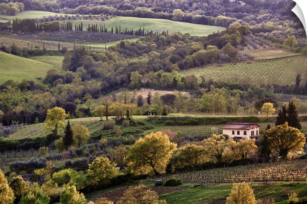 Fields and hills in a wine vineyard are photographed from an aerial view. Various trees are scattered about the land.