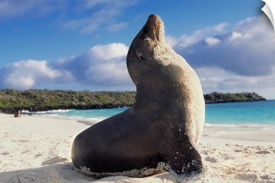 Seal on the Galapagos Beach