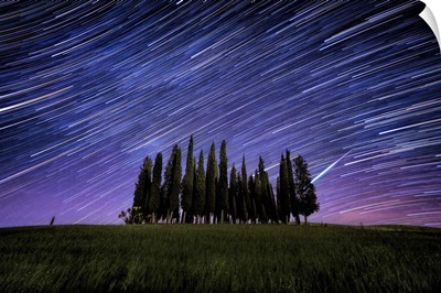 Star trails over Italian Cypress in Val D'Orcia, Tuscany