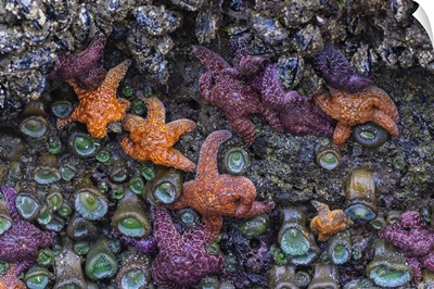 Starfish In Bandon On The Oregon Coast