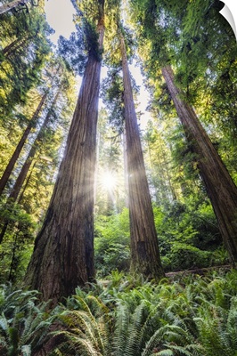 Sun Rays At Sunrise In Jedediah Smith Redwood Forest