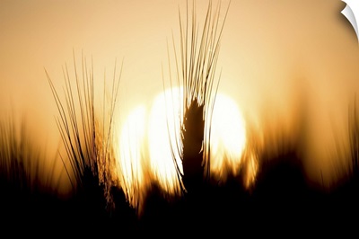 Sunset in the wheat fields in the Palouse region of Washington