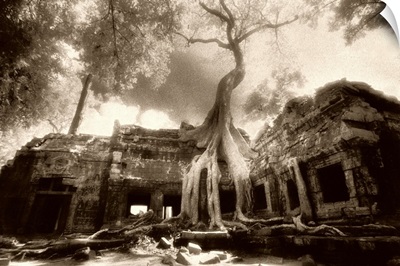 Ta Phrom temple, Angkor Wat temple, Cambodia