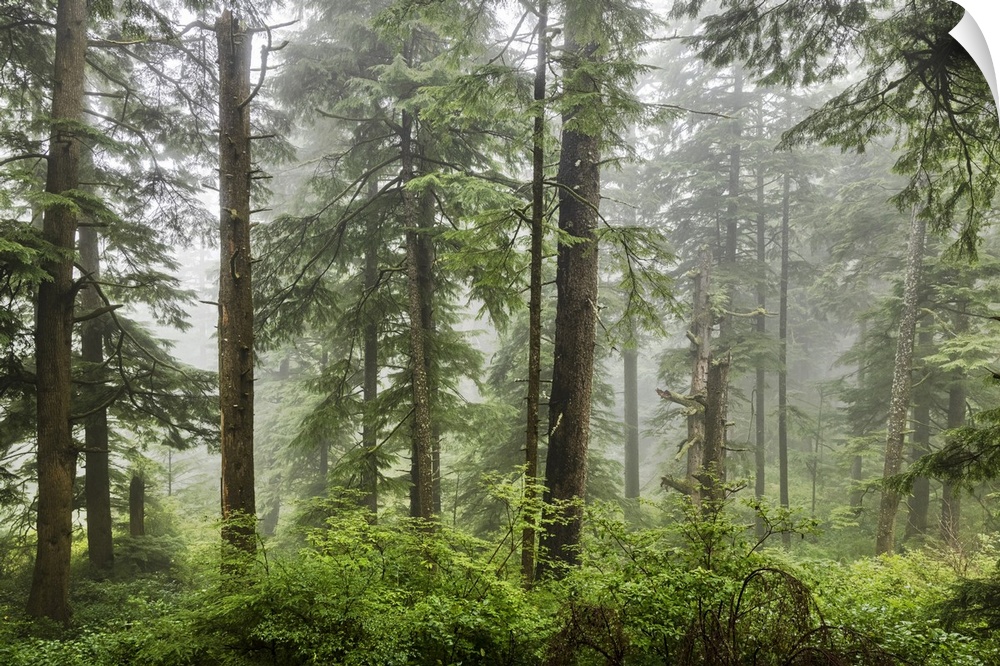 The beautiful forests on the Oregon Coast with fog.