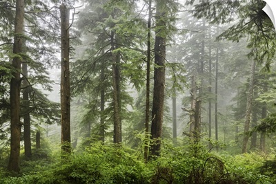 The Beautiful Forests On The Oregon Coast With Fog