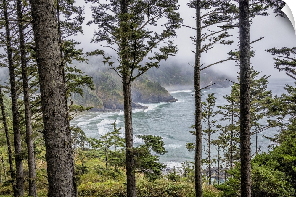 The forest and coast on the Oregon Coast.
