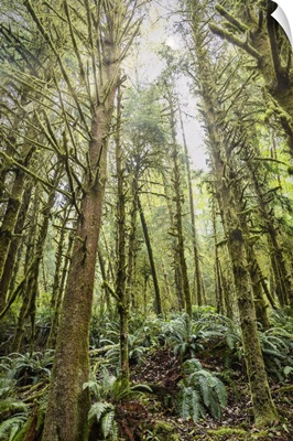 The Forest Of Ecola State Park On The Oregon Coast