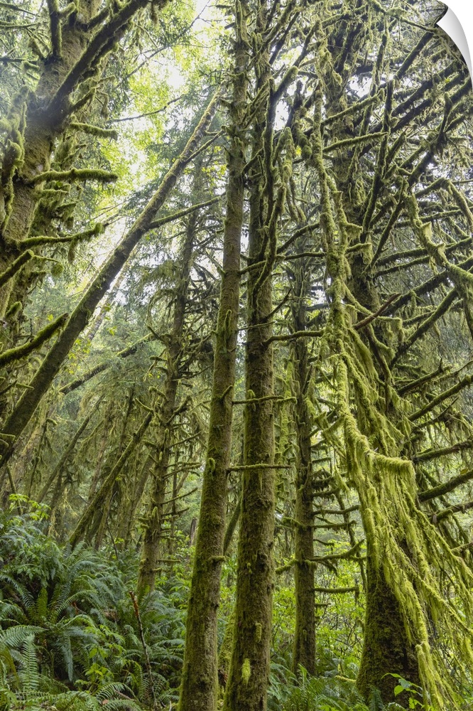 The forest of Ecola State Park on the Oregon Coast.