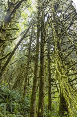 The Forest Of Ecola State Park On The Oregon Coast