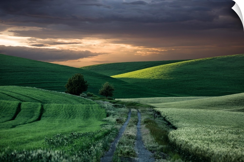 The green wheat fields of the Palouse.