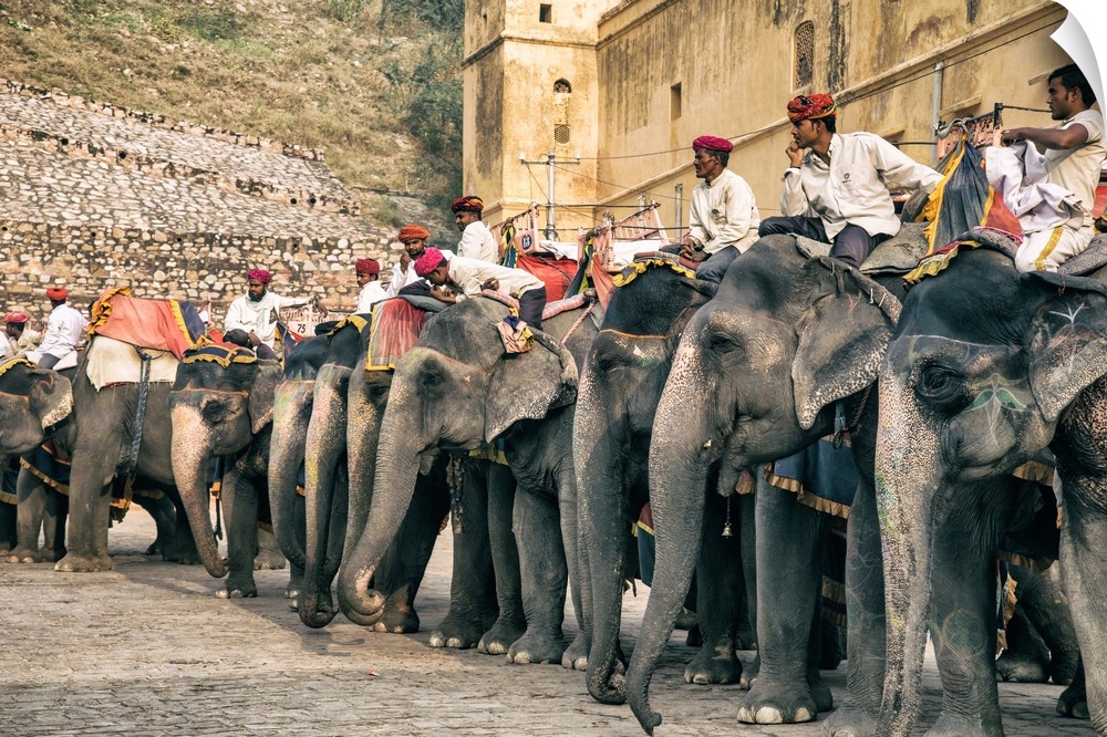 The painted elephants and their trainers in Jaipur, India.