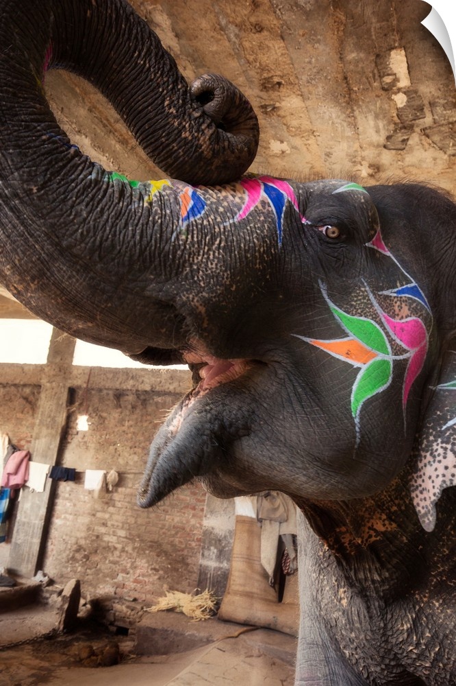 The mouth open, trunk up, painted elephants in Jaipur, India.