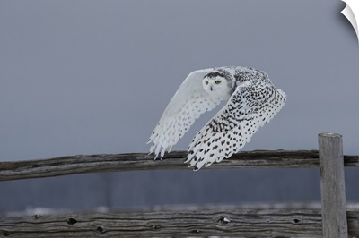 The Snowy Owls of Canada