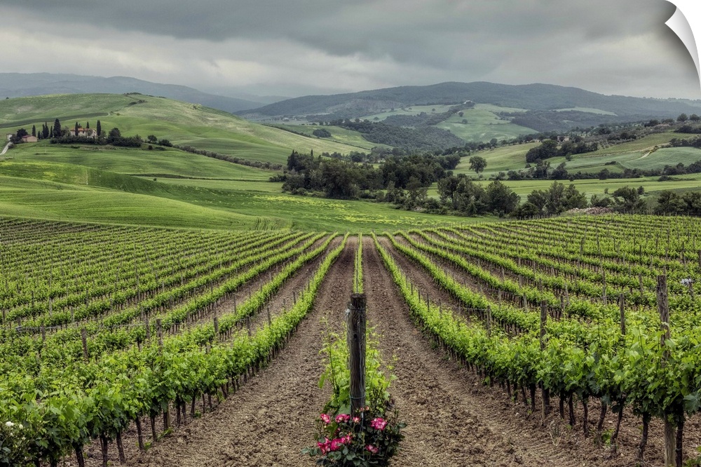 The Vineyards of Tuscany, Italy.