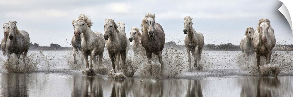 The white horses of the Camargue