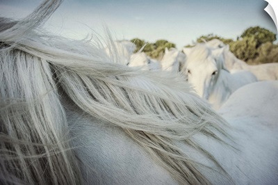 The White Horses of the Camargue by the water