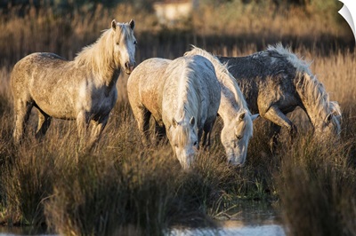 The White Horses of the Camargue by the water in the South of France