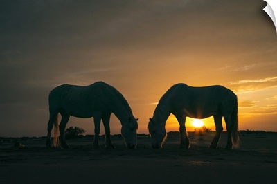 The white horses of the Camargue in the South of France