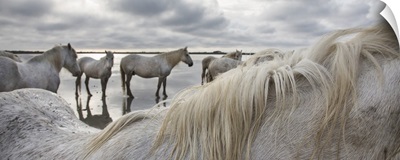 The White Horses of the Camargue in the water
