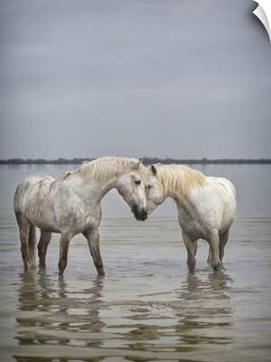 The White Horses of the Camargue in the water in the South of France