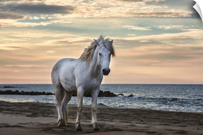 The white horses of the Camargue on the beach in the South of France