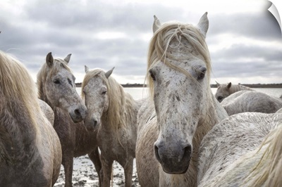 The White Horses of the Camargue on the shoreline in the South of France