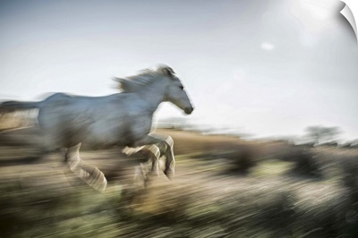 The white horses of the Camargue running in the South of France