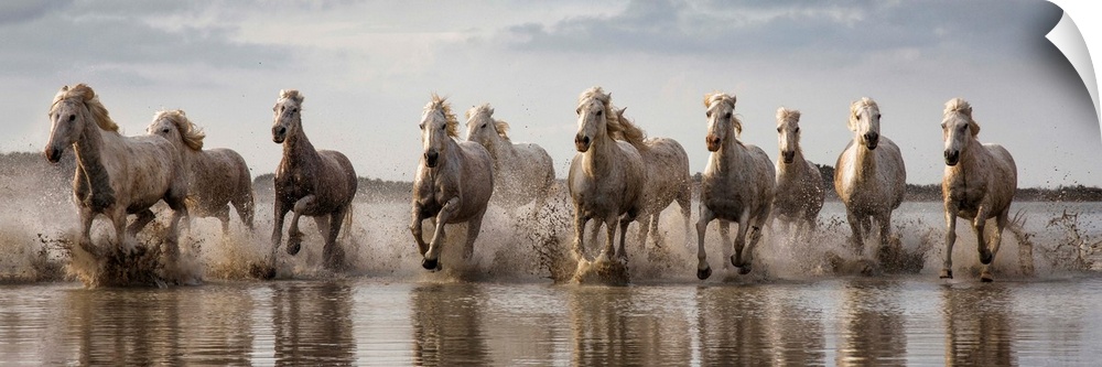 The White Horses of the Camargue running in the water in the South of France