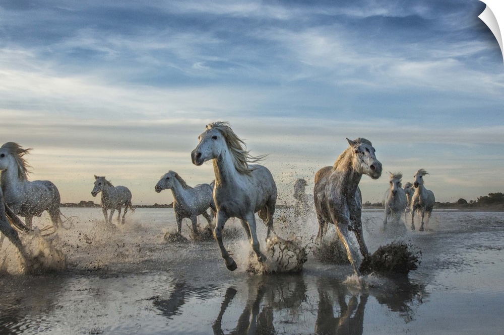 The White Horses of the Camargue running in the water, Southern France.
