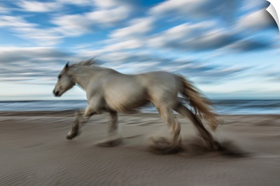 The White Horses of the Camargue running in the water