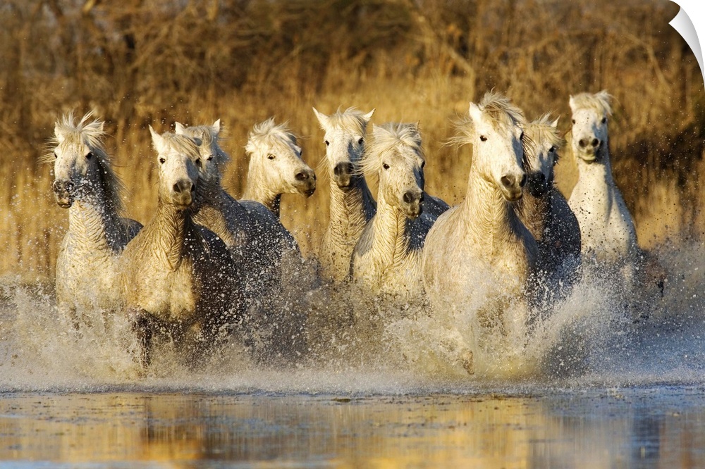 The White Horses of the Camargue running in the water in the south of France