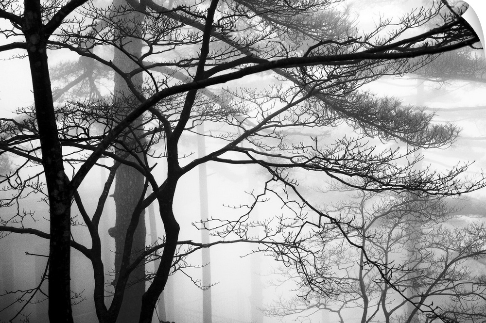 This monochromatic landscape photograph of leafless trees growing in the mist is for the contemporary home or office.