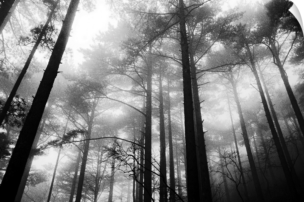 Large, landscape photograph taken from a low angle of tall trees in the fog of the Yellow Mountains in Huangshan, China.