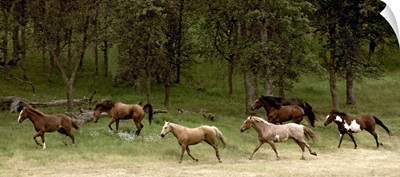 Western Horses running, near Yosemite, California