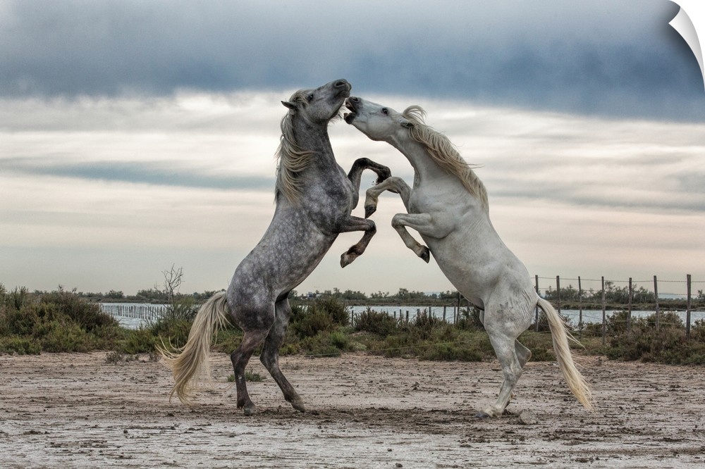 White Camargue horse stallions fighting by the water.