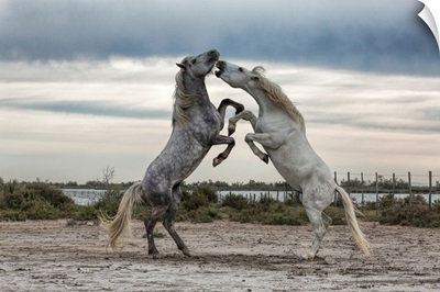 White Camargue horse stallions fighting by the water
