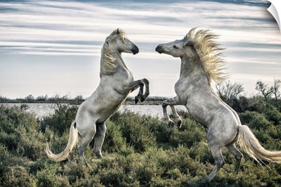 White Camargue horse stallions fighting by the water in the South of France