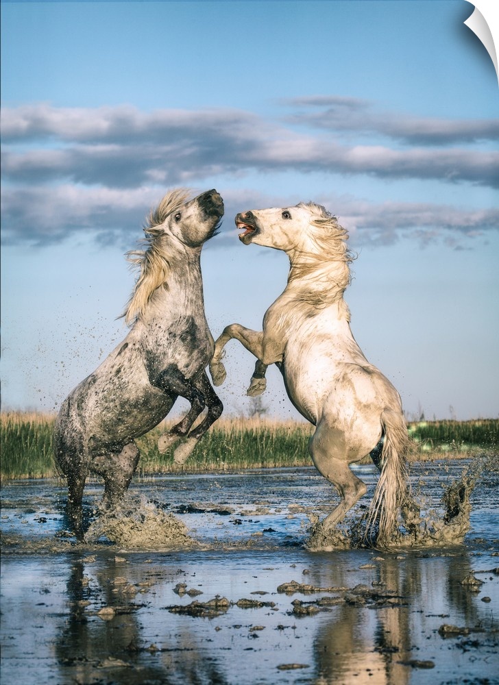 White Camargue horse stallions fighting in the water.