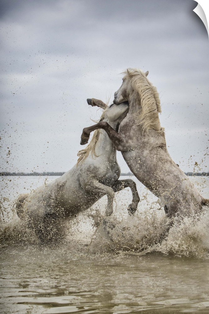 White Camargue horse stallions fighting in the water