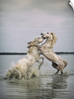 White Camargue horse stallions fighting in the water in the South of France